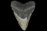 Giant, Fossil Megalodon Tooth - North Carolina #109762-1